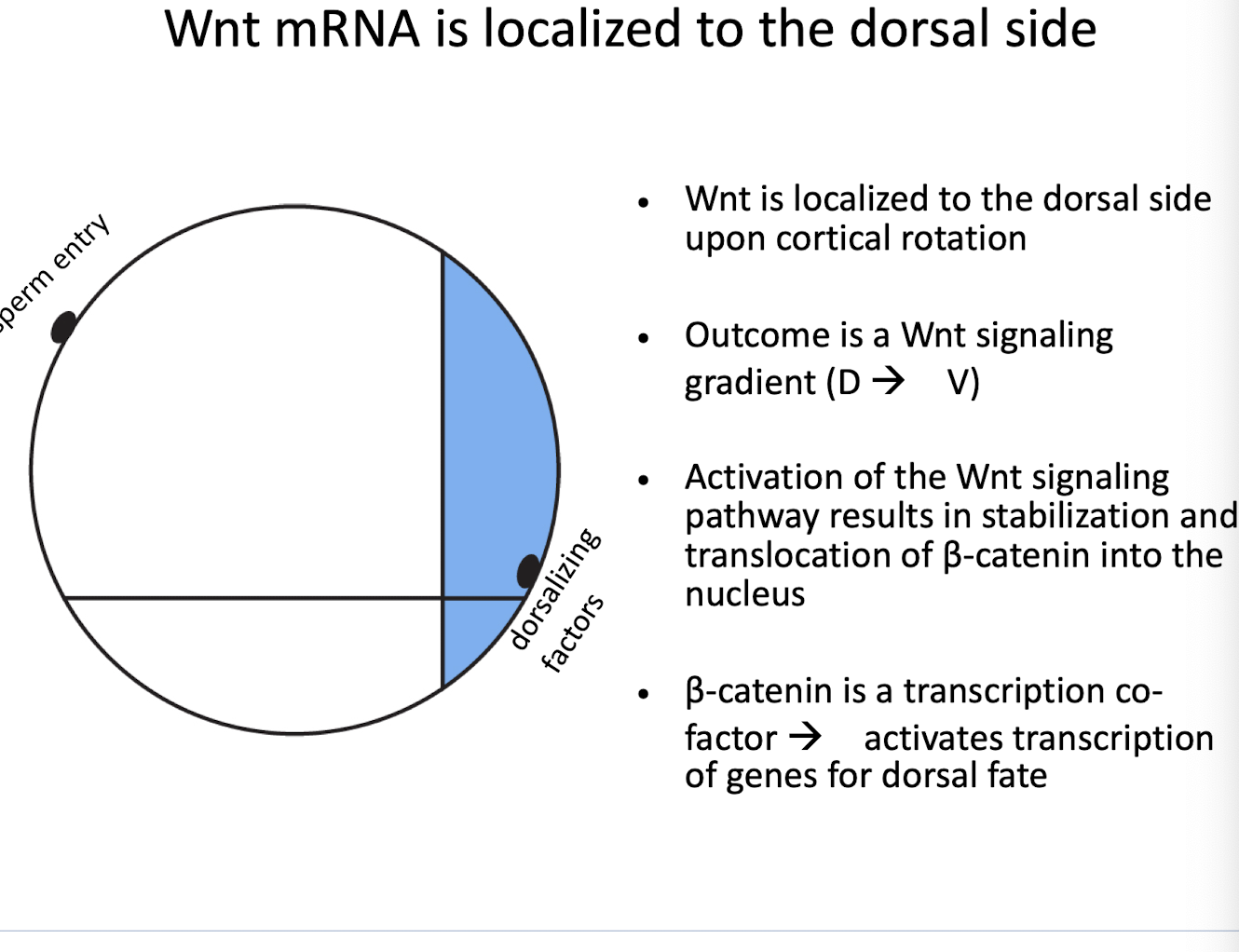 <p>dorsal side</p><p><strong>Wnt is localized</strong> to the dorsal side → creates a <strong>Wnt signaling gradient</strong> (D ➝ V)</p>