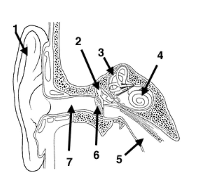 <p>What is 1 Pointing to?</p>