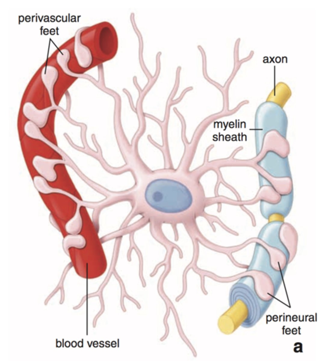 <p>found in CNS, star cells, most abundant and versatile neuroglia</p><p>F: everything, exchanges between capillaries and neurons, control chemical environment (mop up leaked K+)</p>