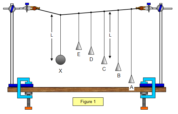 <ul><li><p>A number of paper cone pendulums of varying lengths are suspended from a string along with a heavy brass bob, X</p><ul><li><p>This heavy pendulum, X oscillates at its natural frequency and forces all the other pendulums to oscillate at the same frequency</p></li></ul></li><li><p>As pendulum C has the same length as pendulum X it has the same natural frequency- it will resonate and its amplitude will be greater than the other pendulums</p></li></ul><p></p>