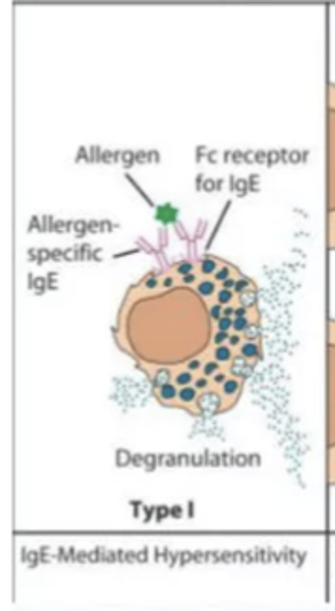 <p></p><p>MOA:</p><p>- IgE-drug complex binds mast cells with release of histamine (inflammatory mediators)</p><p>clinical manifestations</p><p>- uticaria</p><p>- angioedema</p><p>- bronchospasm</p><p>- itching</p><p>- vomiting/diarrhea, anaphylaxis</p><p>timing</p><p>- min-hours after drug exposure</p>