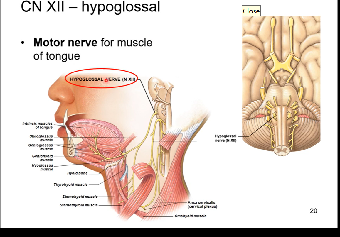 <p>motor nerve for muscle of tongue. allows for movement of tongue so u can talk, speak, move ur tongue when u eat, etc </p><p>hypo=above</p><p>glossal= tongue</p>