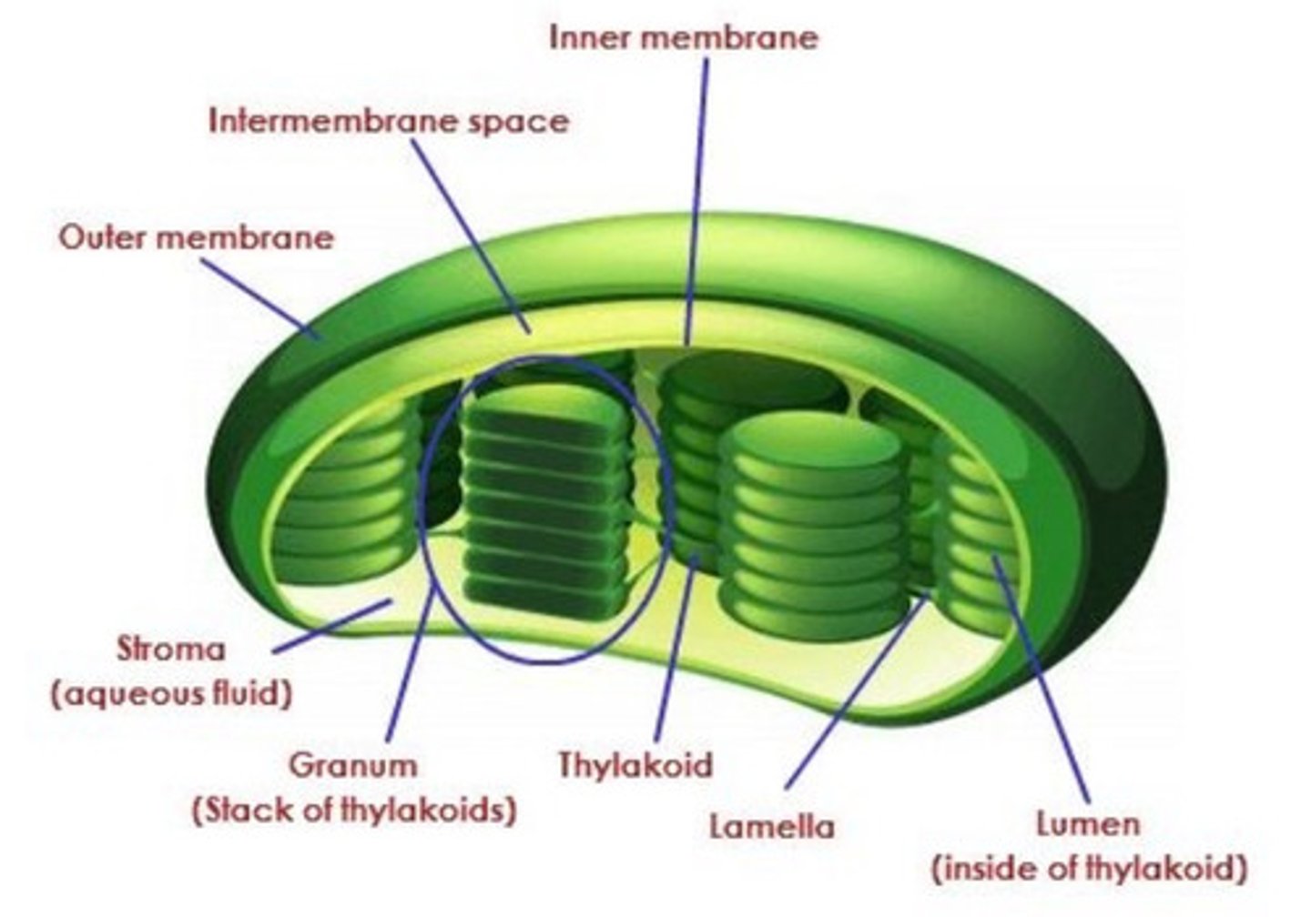 <p>- only found in plant cells<br>-where photosynthesis occurs<br>-contains chlorophyll</p>