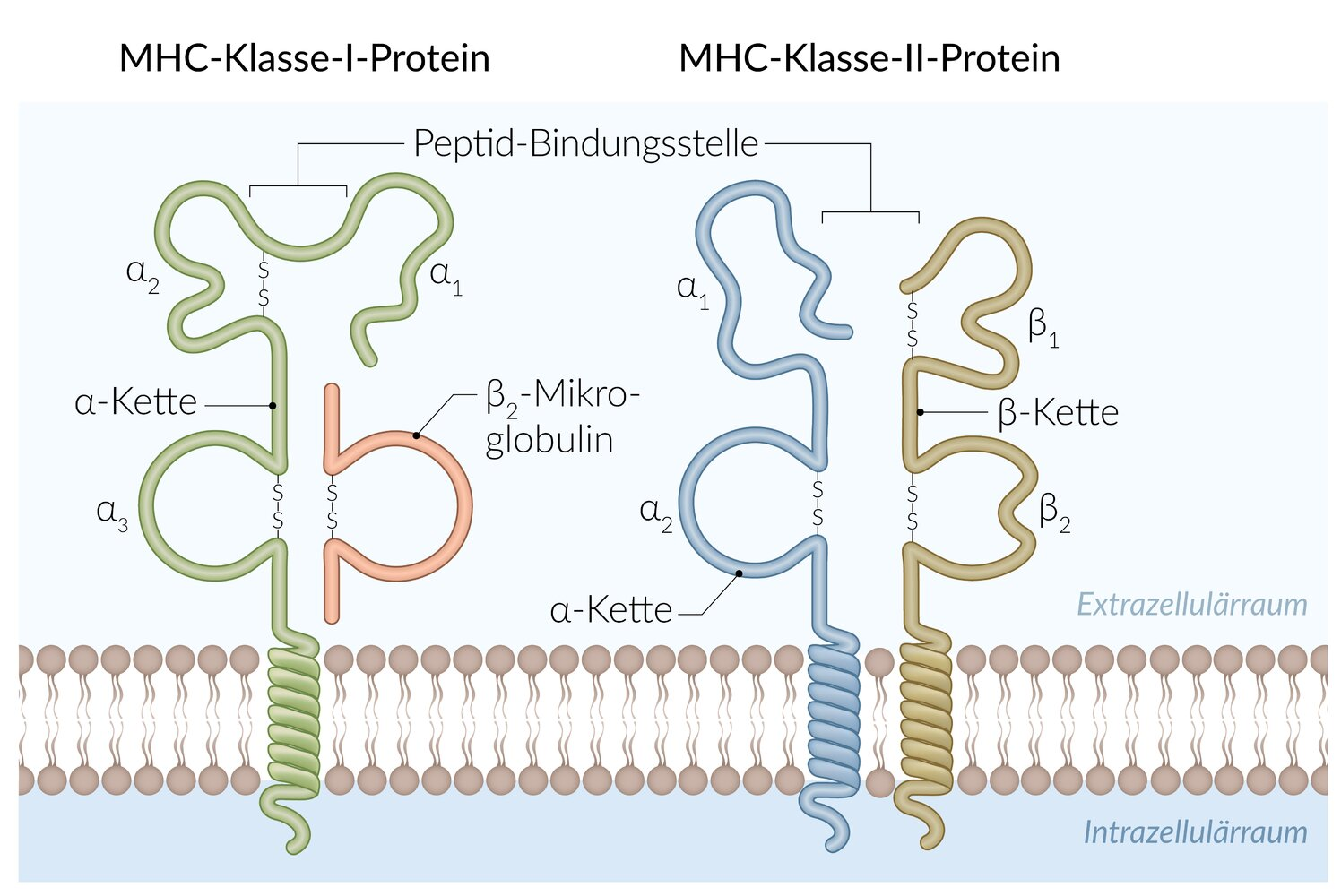 <p>E. β2-Microglobulin</p>