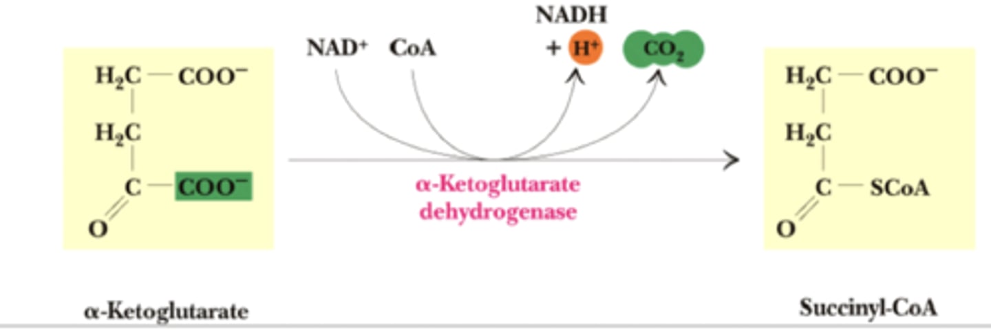 <p>Reactants: Alpha-ketoglutarate + NAD+ + CoASH</p><p>Products: Succinyl-CoA + NADH + CO2</p><p>Enzyme: Alpha-Ketoglutarate dehydrogenase</p><p>Coenzyme: TPP, Lipoate, FAD</p><p>Delta G: -33.5 kJ/mol</p><p>Reversibility: Irreversible</p>