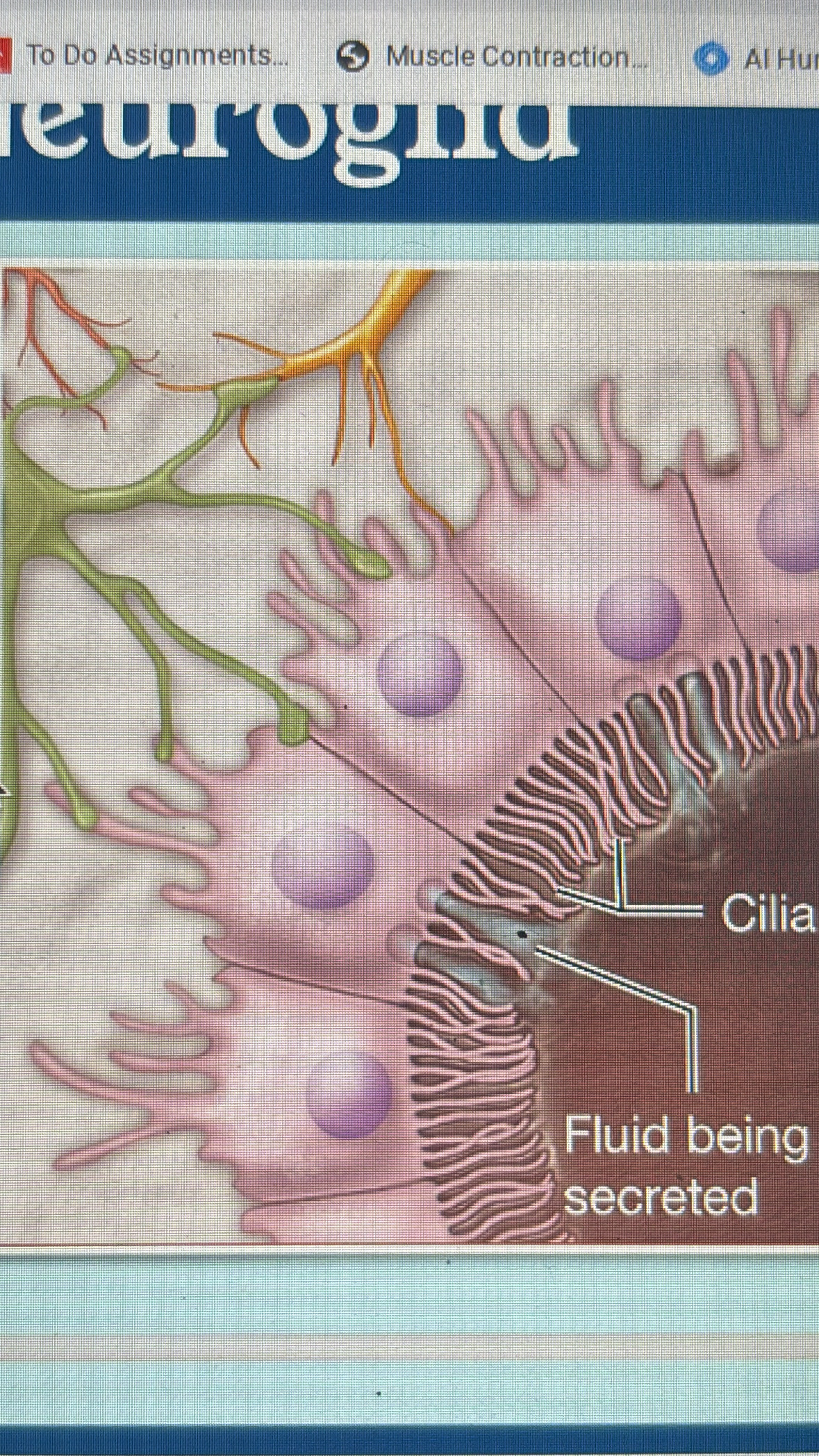 <p>CNS</p><p>line cavities</p><p>circulated cerebrospinal fluid</p><p>produces cebrospinal fluid</p>