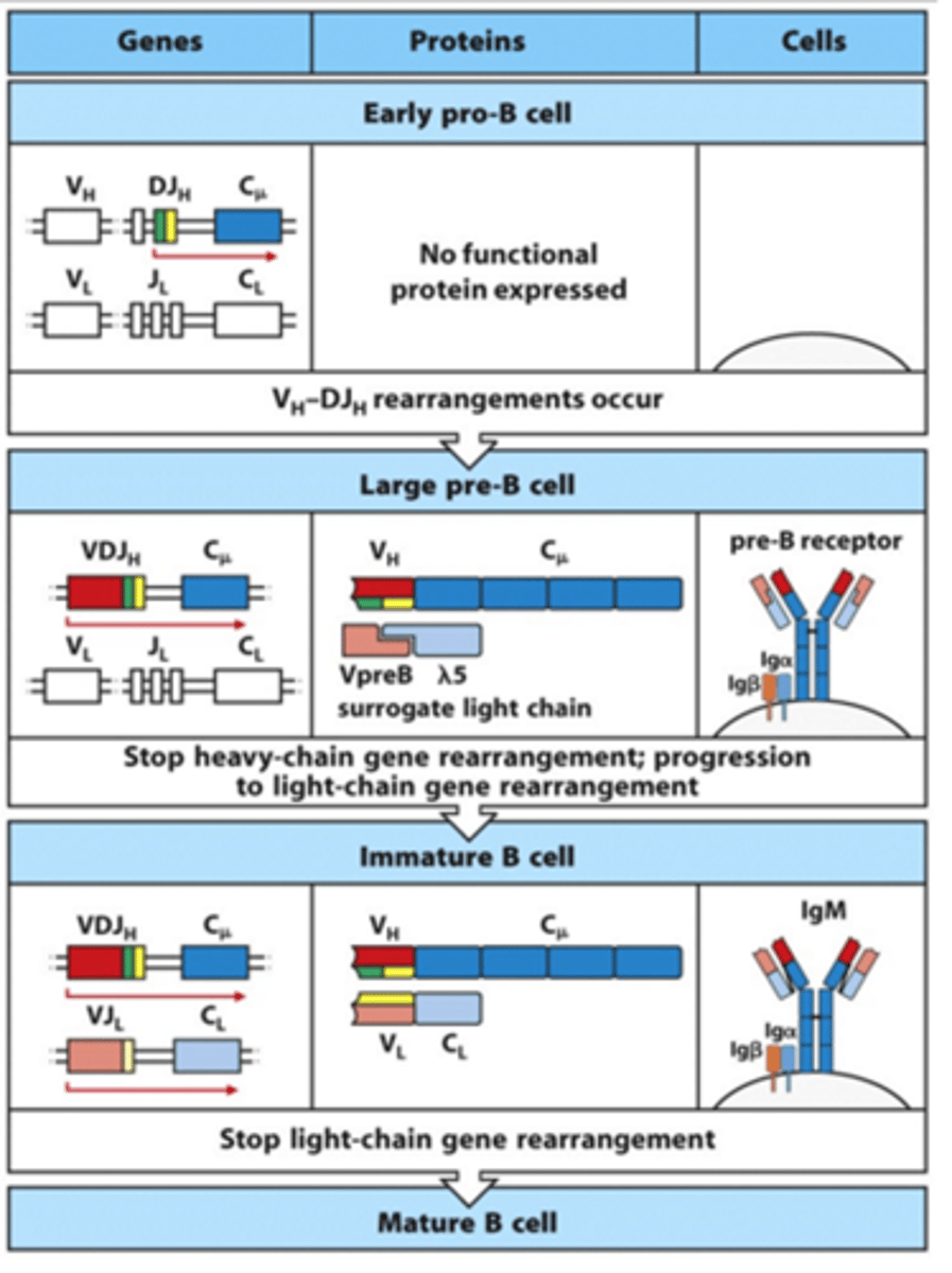<p>- Need accessory molecules for signalling</p><p>--&gt; Igbeta</p><p>--&gt; Igalpha</p><p>--&gt; These have little tails that indicate they are better at signalling</p>