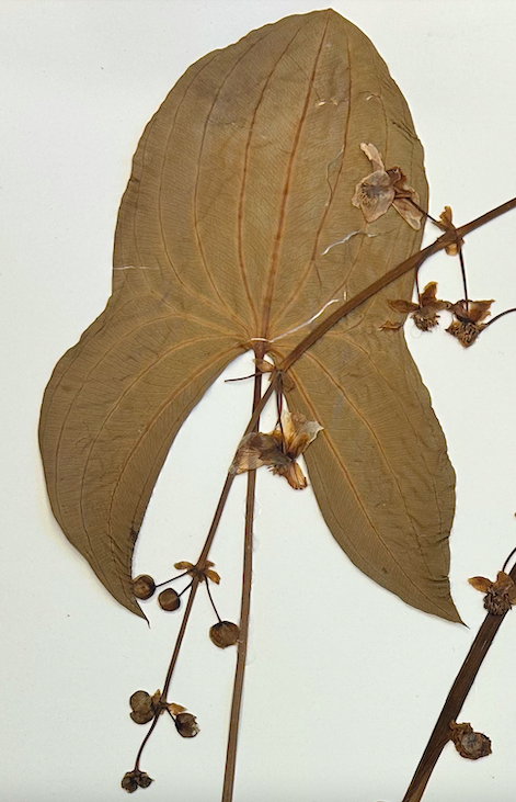 <p>Alismatales</p><p>Alismataceae</p><p><em>Sagittaria latifolia</em></p>