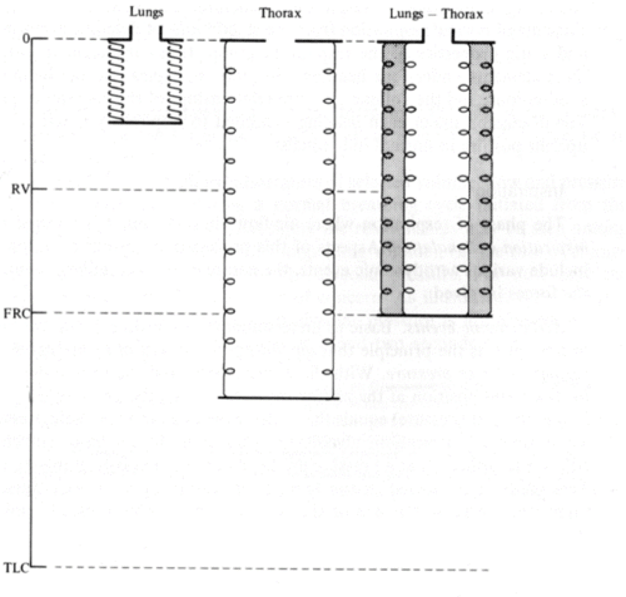 <p>Lungs = somewhat expanded</p><p>Thorax = somewhat compressed</p>