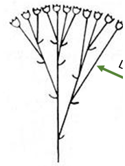 <p>lengthened pedicel</p>