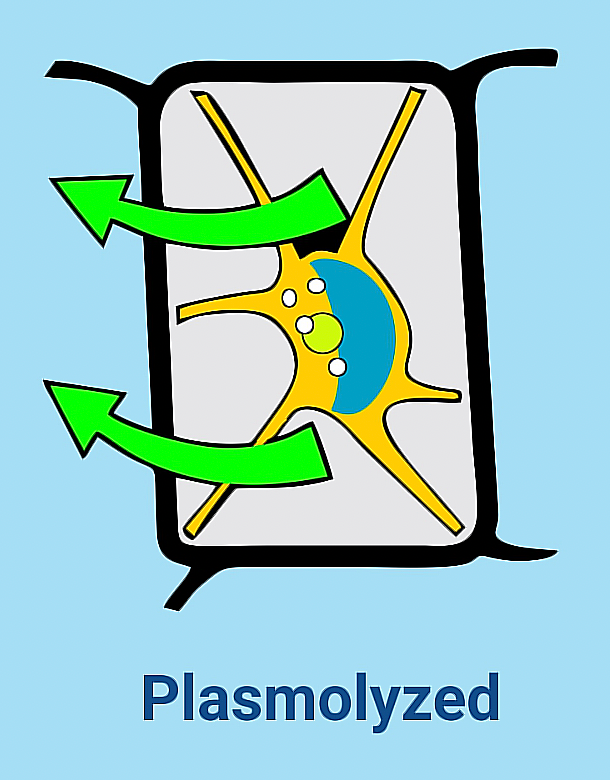 A state in plant cells where the plasma membrane has shrunken; occurs when cells are placed in hypertonic solutions
