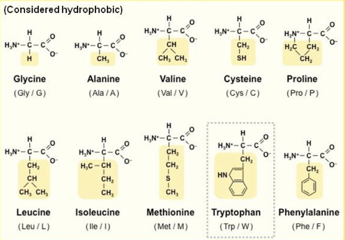 <p>is this a polar or non polar amino acid? </p>