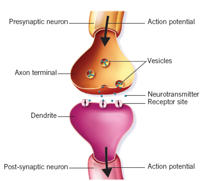 <p><span><span>The point of communication between two neurons or between a neuron and a target cell, such as a muscle or gland.</span></span></p>