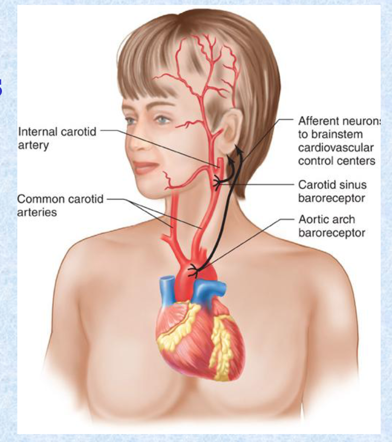 <ul><li><p>carotic sinus</p></li><li><p>aortic arch</p></li></ul><p></p>