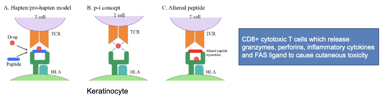 <p>physical interaction concept:</p><ul><li><p>drugs can interact with HLA allele or TCR leading to their docking and initiation of immune response </p></li></ul><p>altered peptide repertoire:</p><ul><li><p>drugs can interact with HLA allele binding pocket so that a peptide becomes immune reactive and docks to TCR leading to initiation of immune reponse </p></li></ul><p></p>