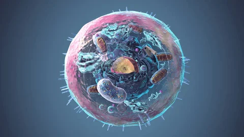 <p>(Eu-Do): fungi, animals, plants, DNA in nucleus, have membrane-boudn organelles</p>