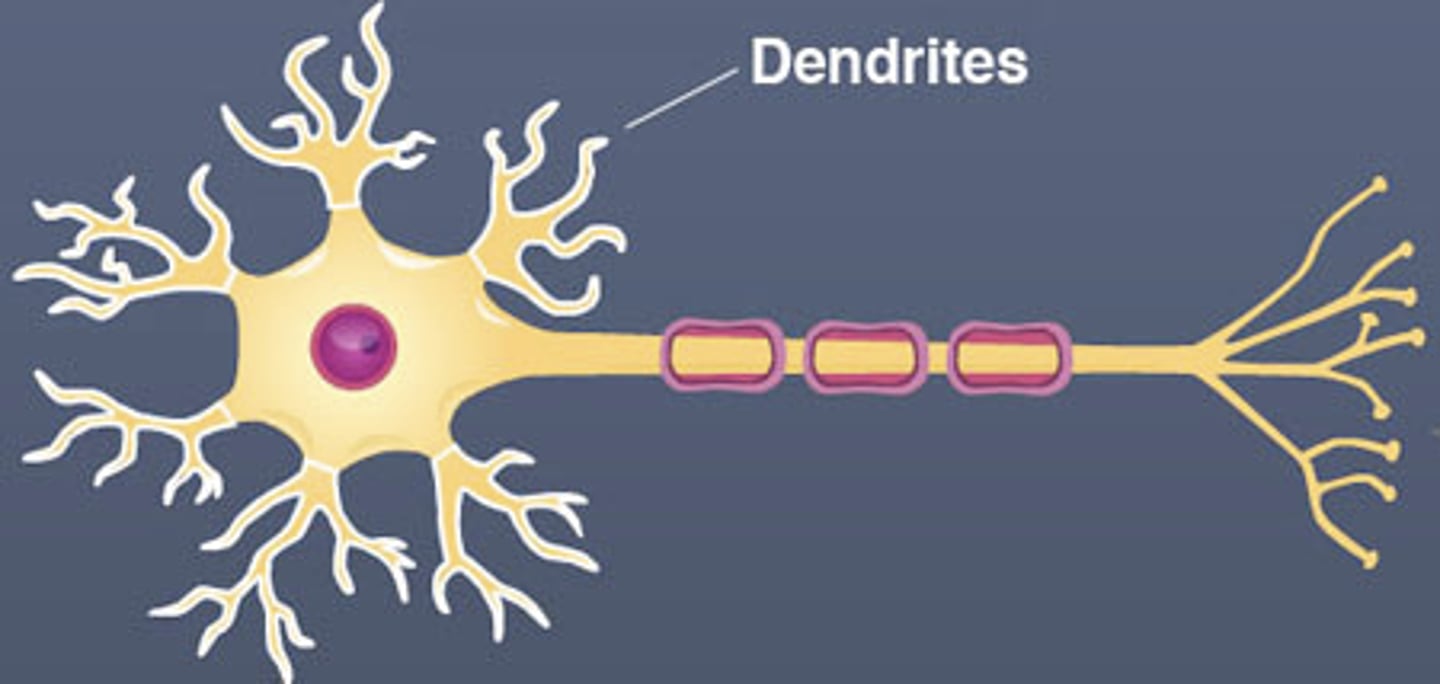 <p>A branch at the end of a neurone that meets up with other neurons to pass on nervous impulses, via the synapse</p>