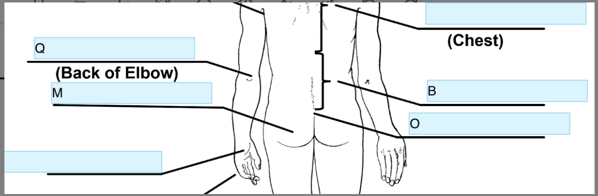 <p>Anatomical term for M</p>