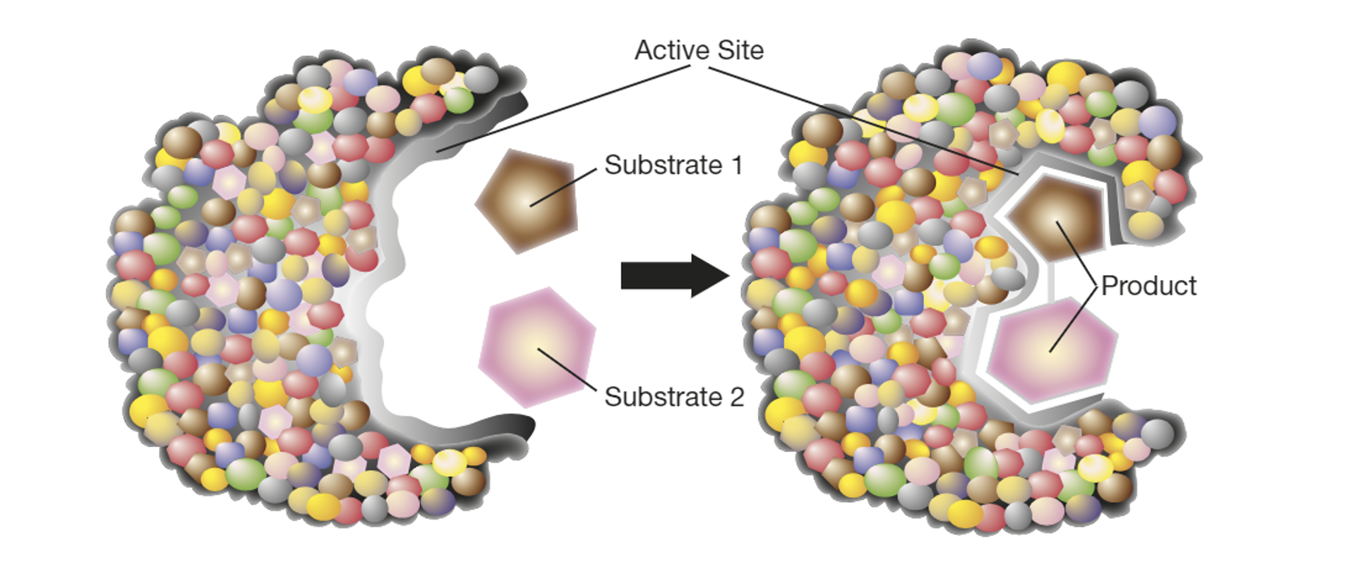 <p>The active site of an enzyme is a groove or cleft formed by the unique folding <em>(enzymes are usually globular proteins; hence folding) </em>of the polypeptide chain; it is where the substrate binds to the enzyme.</p><p>The induced fit model, proposed in the 1950s, explains how complementary binding works <em>(between enzyme-substrate)</em>.</p><p>It was <mark data-color="green">originally theorised that substrates bind to enzymes as per the lock and key model</mark>; suggesting that only the correct ‘key’ (substrate) will fit and work the lock (enzyme).</p><p>However, the <mark data-color="green">induced-fit model explains that instead of a lock and key</mark>, the substrate and enzyme bind together through <mark data-color="green">weak bonds</mark>, and <mark data-color="green">modify their shape</mark> in the process to create an <mark data-color="green">ideal</mark> fit for catalysis - <em>refer to attached figure</em>.</p>