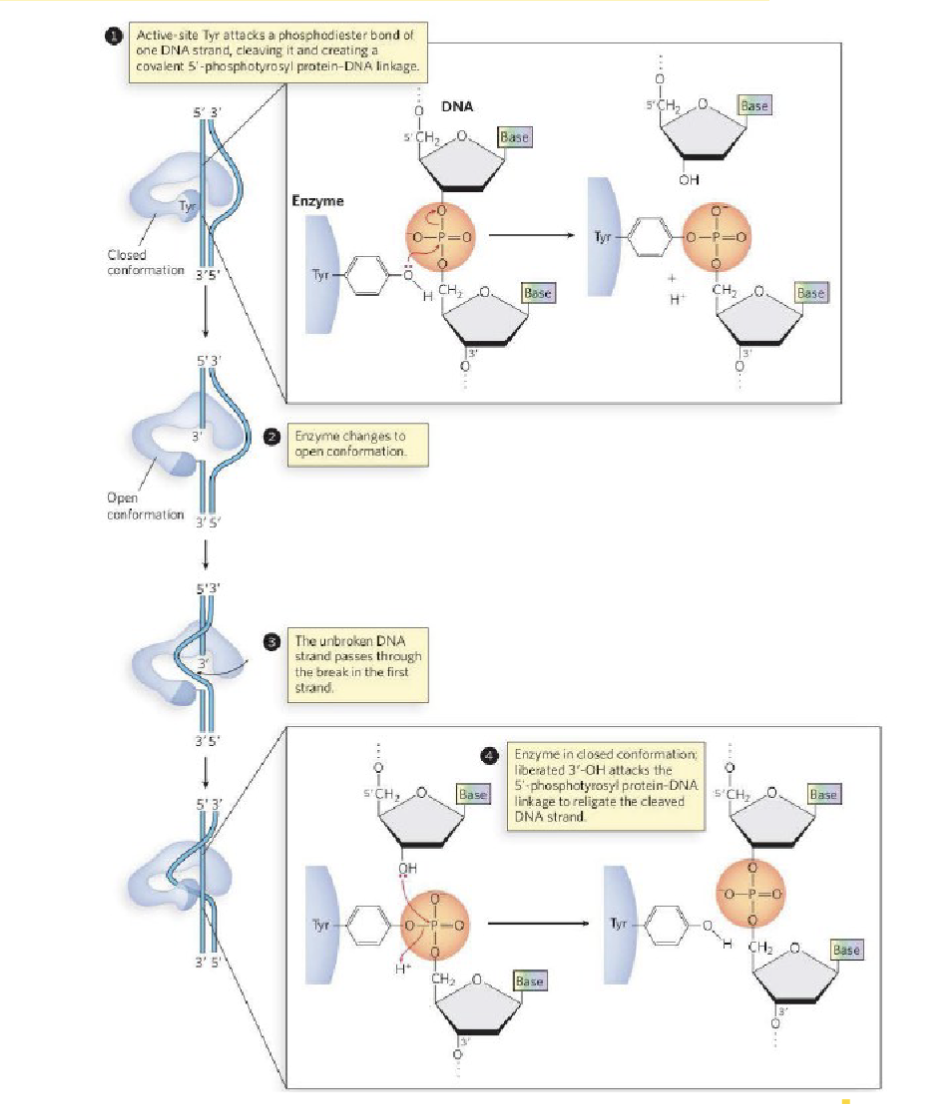 <p>Topoisomerase I</p><ol><li><p>topoisomerase is recruited to sites of DNA strain</p></li><li><p>the enzyme adopts a closed conformation where it then catalyzes the cleavage of one DNA strand</p></li><li><p>this forms a protein-DNA covalent bond</p></li><li><p>the enzyme then adopts an open conformation</p></li><li><p>this permits the unbroken, second DNA strand to pass through the break of the first, broken DNA strand (covalently bonded to topoisomerase)</p></li><li><p>topoisomerase then readopts its closed conformation to rejoin the broken, first DNA strand</p></li><li><p>thereby alleviating the torsional strain of the replication bubble</p></li></ol><p>topoisomerase goes from closed to open configuration that then allows the enzyme to thread the torsional strain it cuts it and undoes the loop and the brings the DNA back together (reverse) forms the phosphodiester bond but without the torsional strain the replication bubble previously had</p><p>this happens multiple times (when nucleotides are being made 5’ to 3’)</p>