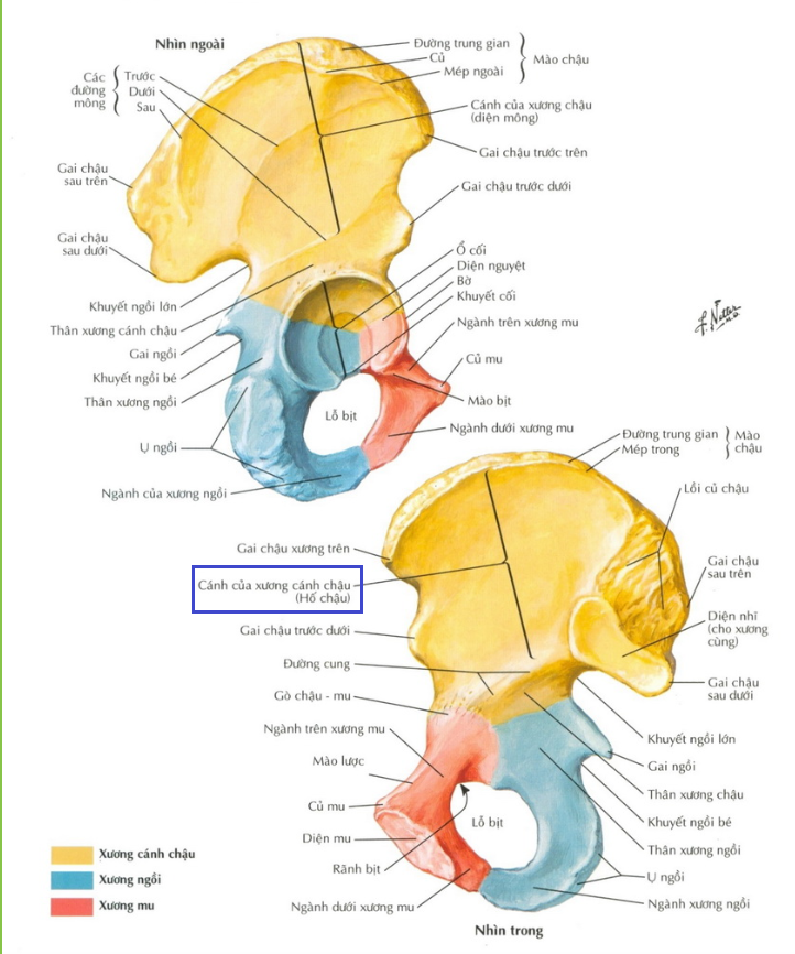 <p><strong>Hố chậu </strong>nằm ở đâu?<br>A. Mặt ngoài xương cánh chậu<br>B. Mặt trong xương cánh chậu<br>C. Mặt dưới xương cánh chậu<br>D. Mặt sau xương cánh chậu</p>