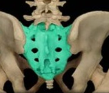 <p>looks like a snake head</p>