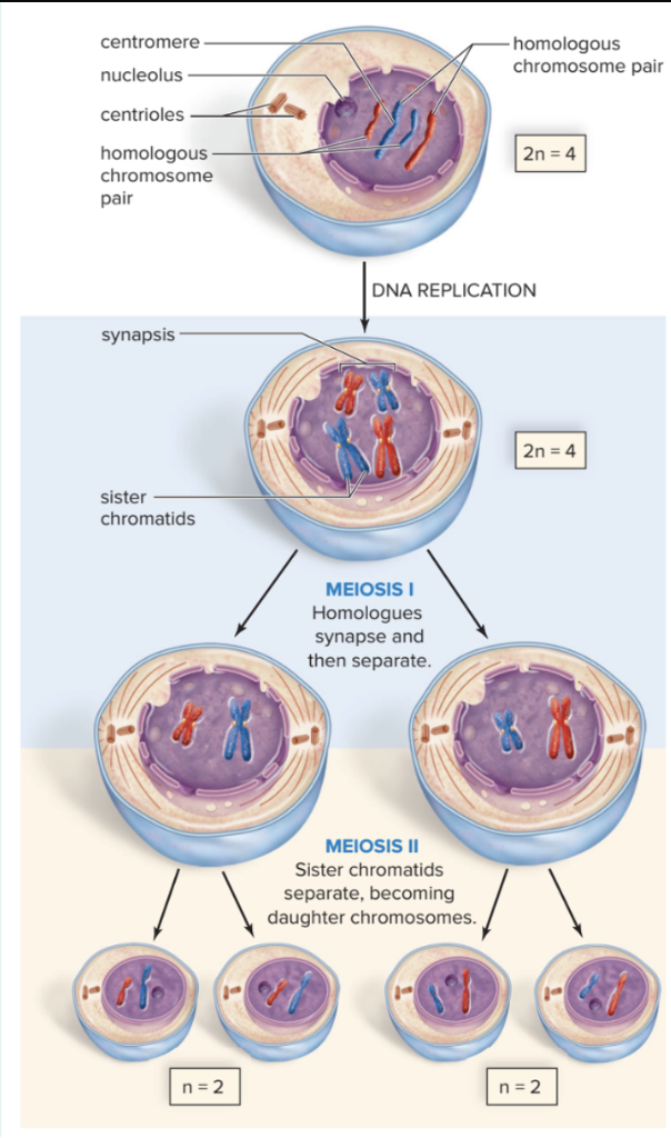 <p>Meiosis Overview</p>