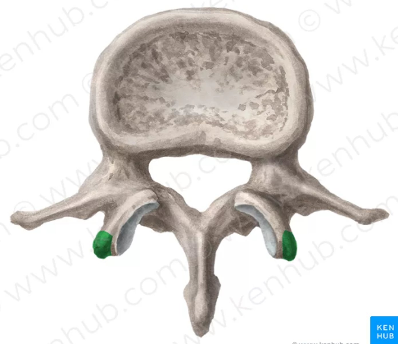 <p>Largest size (moose) , thick bodies, short spinous processes</p>