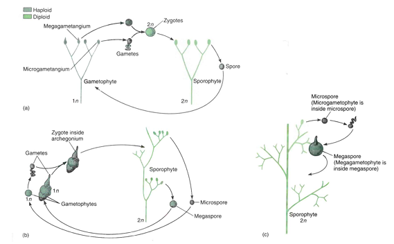 <p>Teoria que dá origem ao ciclo de vida das plantas vasculares.</p><p>Defende que, nas primeiras plantas terrestres, os gametófitos eram eretos e ramificados dicotomicamente, com epiderme, cutícula e tecido vascular, assim como os esporófitos.</p><p>Com o tempo, os esporófitos tornaram-se maiores e mais complexos, e os gametófitos, mais simples. </p><p>Embora sejam duas plantas da mesma espécie, diferentes fenótipos são adaptativos para cada uma, pois cada um contribui para a sobrevivência da planta de maneiras diferentes.</p><p>Os gametófitos tornaram-se tão pequenos que o microgametófito se desenvolve dentro da parede do esporo e o megagametófito projeta-se do esporo apenas ligeiramente. </p><p>Com a redução contínua, é possível, mas não necessário nem inevitável, que o megásporo e seu megagametófito sejam retidos dentro do megasporângio e permaneçam no esporófito parental, uma etapa importante no processo de evolução da semente.</p>