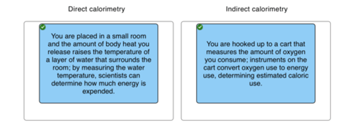<p>measurement of heat production as an indication of metabolic rate</p>