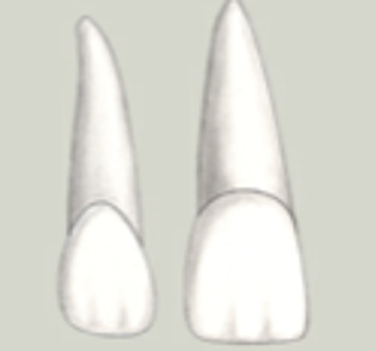<p>Compared to permanent maxillary lateral incisors, maxillary central incisors are more likely to exhibit:</p><p>(what do maxillary central incisors have that maxillary lateral incisors don't?</p>