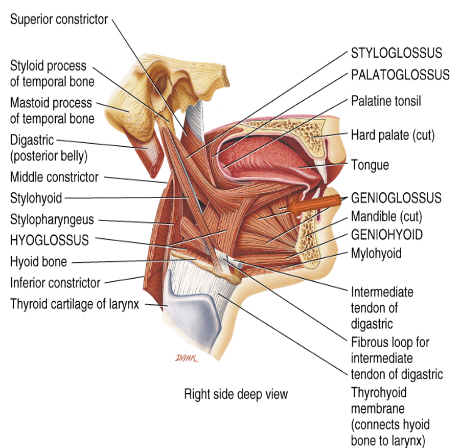 <p>innervation: CN XII</p><p>action: <strong>depresses tongue</strong> (mainly center); <strong>protrudes tongue</strong></p>