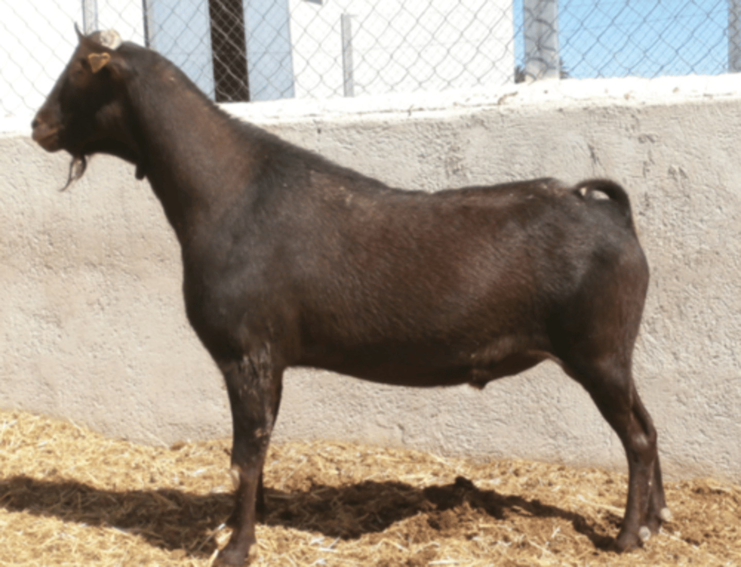 <p>black or mahogany, erect ears, thin legs, males have small straight horns, milk, polyvalent</p>