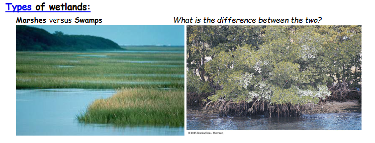 <p>Difference between marshes and swamps?</p>