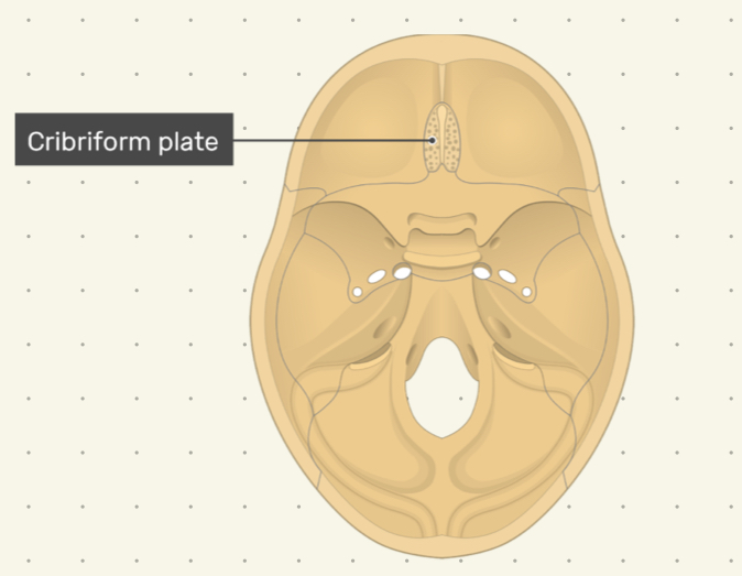 <p>ethmoid</p>