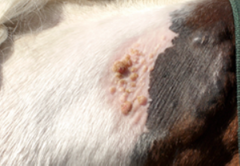 <p>What form of equine sarcoid is this?</p>