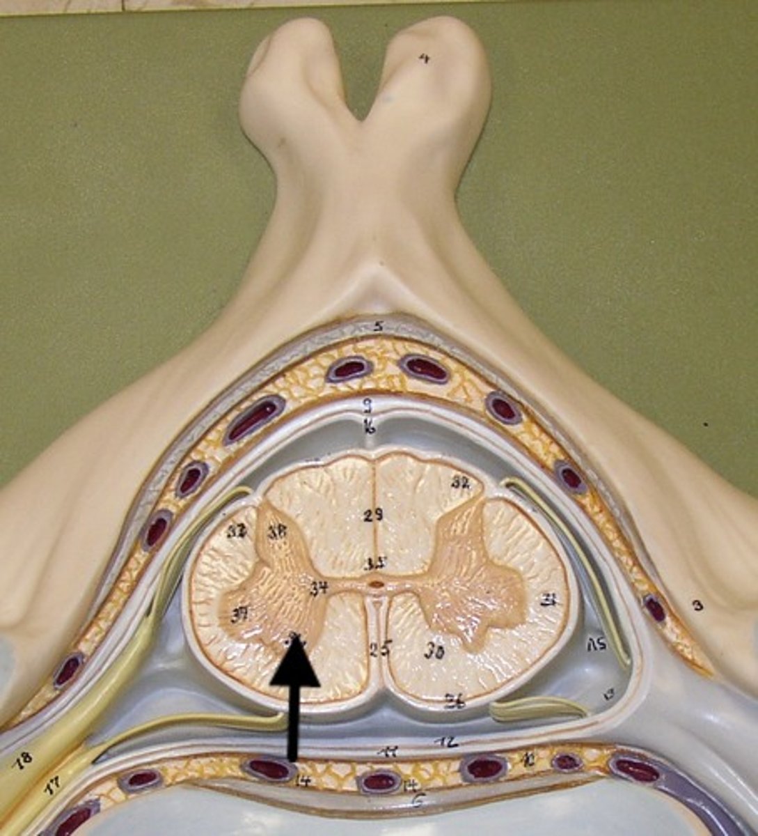 <p>contains somatic motor neuron cell bodies</p>