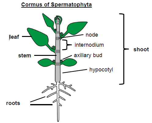 <p>roots and shoot (leaf and stem (hypocotyl, axillary bud, internode, node))</p>