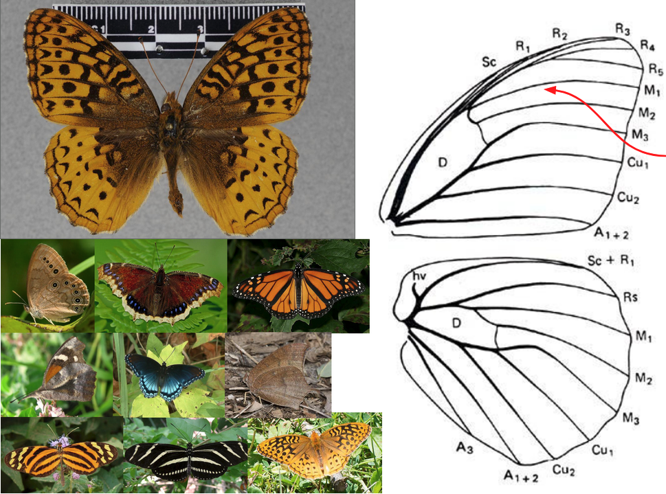 <ul><li><p><strong><em>Front legs greatly reduced</em></strong></p></li><li><p>FW with R 5-branched</p></li><li><p><strong><em>M<sub>1</sub> usually not stalked</em></strong> with a branch of R in FW</p></li><li><p>HW with 2 anal veins and no tail</p></li><li><p>Discal cell in HW often open or weakly closed (closed in Danainae)</p></li><li><p>Large or medium-sized, variable in color and shape</p></li><li><p>Tarsal claws simple, not bifurcate</p></li><li><p>Eyes and antennal base not contiguous</p></li><li><p><strong><em>Eyes not notched</em></strong> around antennae</p></li></ul><p></p>