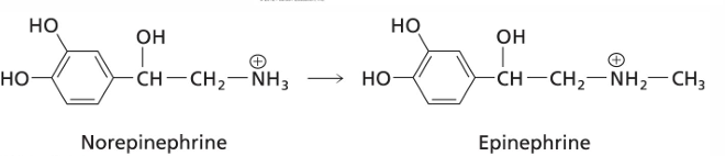 <p>what is this reaction important?</p>