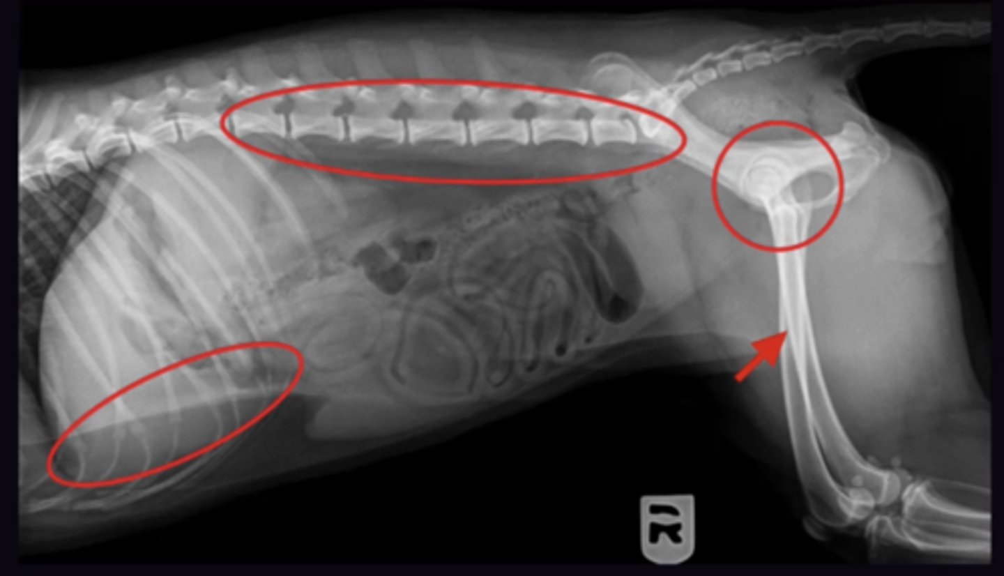 <p>1. Ensure Pelvic Limbs are pulled caudally</p><p>2. </p><p>- Costochondral Junctions are same level (Not necessarily superimposed)</p><p>- Transverse processes of the lumbar spine are superimposed</p><p>- Hips are superimposed</p><p>3. Spinous processes are in the centre of the vertebrae</p>