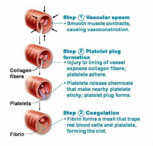 <ol><li><p>Phase 1:Endothelial cells contract exposing underlying basal lamina to the bloodstream.</p></li><li><p>Phase 2: Endothelial cells secrete chemical factors and local hormones including endothelin. stimulates smooth muscles fibre contractions (vascular spasms). This speeds up the process.</p></li><li><p>Phase 3: Endothelial cells have sticky ends to close the vessel also facilitates the attachment of platelets.</p></li></ol><p></p>