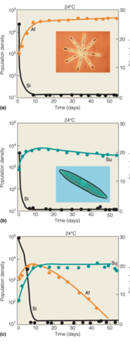 <p>researchers monitored the population growth and decline as well as the level of silica in water </p><p>----------------</p><p>OBSERVATIONS:</p><p>- when grown alone in a liquid medium to which silica was continually added, both species kept silica at a low level because they used it to form cell walls </p><p>- when grown together the silica by S. ulna reduced the conceration to a level below that necessary for A. formosa to survive and reproduce. By reducing resource availability, S. ulna drove A. formosa to extinction</p>