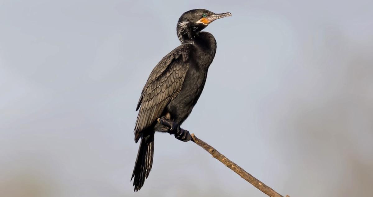 <p>Slim black bird with long tail and yellow throat patch with white v</p>