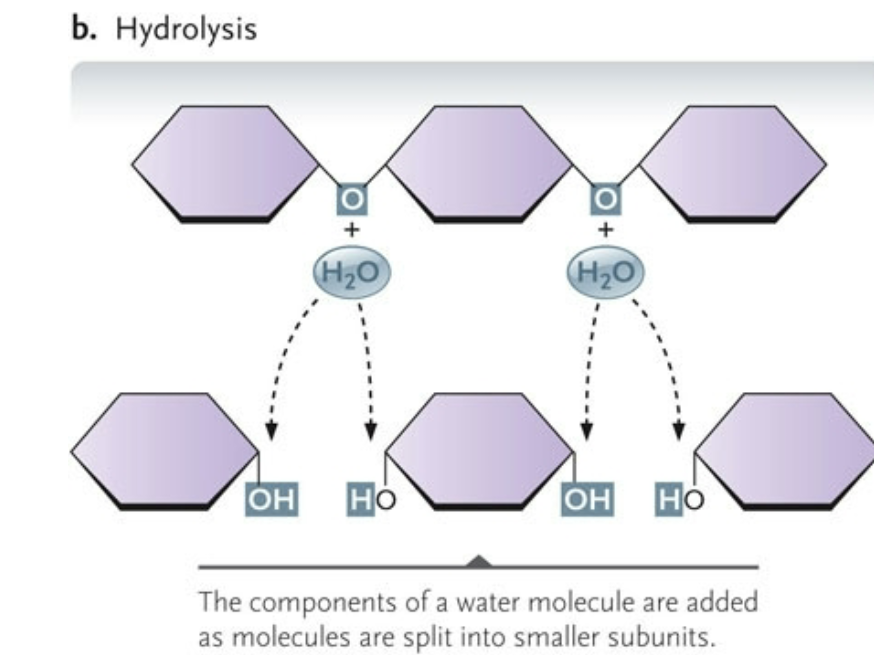 <p>the components of a water molecule are added as molecules are split into smaller subunits</p>