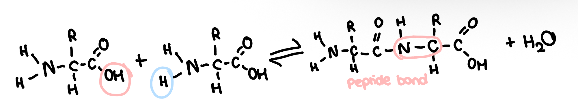 <ul><li><p>two amino acids joined by a condensation reaction to form a dipeptide w a peptide bond</p></li><li><p>the bond is between the amine group and the carboxyl group of another</p></li></ul><p></p>