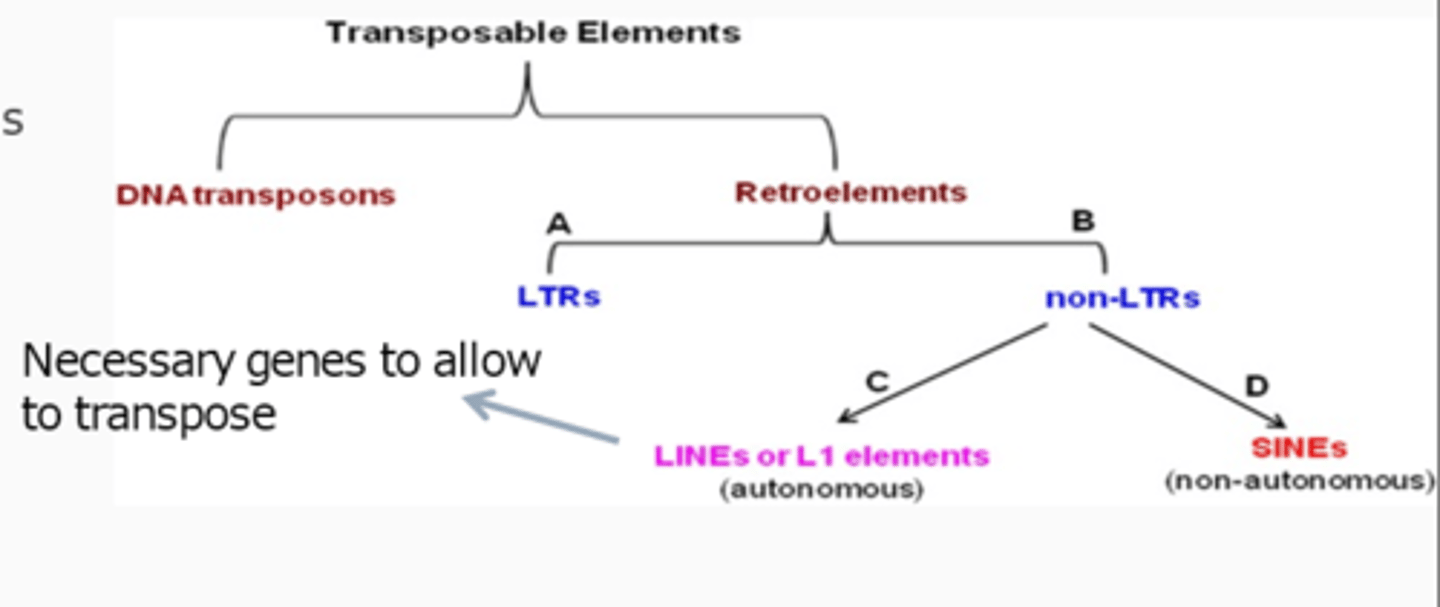 <p>Genetic elements that can amplify themselves using an RNA intermediate.</p>