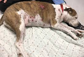 <p>Multi offwhite/red to purple nodules on skin</p>