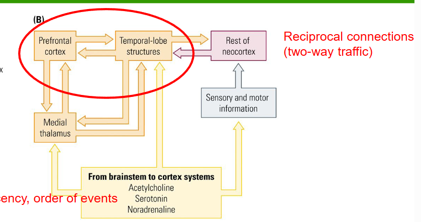 <p><u>Prefrontal cortex to medial temporal lobe</u>.</p>
