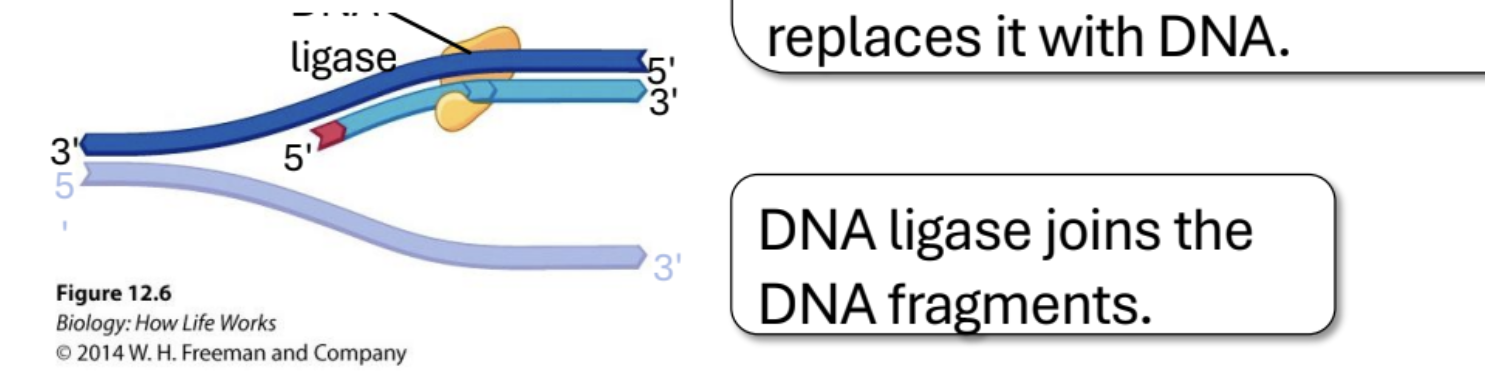 <p>Joins DNA fragments after Polymerase I</p>